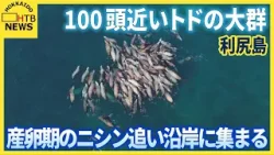 海を覆う「灰色の塊」の正体は？利尻島に100頭が密集するトドの大群　産卵期のニシン追って沿岸に集まる