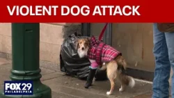 Puppy violently attacked by off-leash dog in Philly