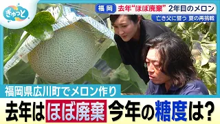 去年は“ほぼ廃棄”農家夫婦のメロン再挑戦【ぎゅっと】(2026年8月28日OA)