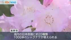 武雄市でシャクナゲまつり　高野寺の庭園に１千本咲く