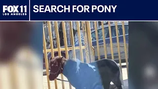 Pregnant pony dragged by homeless man in South LA