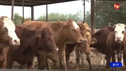 Cattle exports to the USA suspended as a preventive measure due to foot-and-mouth disease symptoms