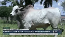 Sete Estrelas oferta amanhã touros e matrizes selecionadas no Canal do Boi