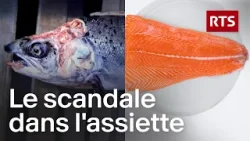 Saumon d’élevage : ce que l'industrie nous cache | RTS