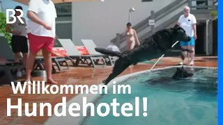 Zu Besuch im Hundehotel - Zimmer, Spielwiesen, Hundepool & eine besondere Küche | Wir in Bayern | BR
