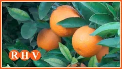 La UNIÓ i AVA-ASAJA valoren mesures contra la clorosi nerviosa groga