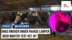 Boer Wouter bespaart ruimte en kweekt goede kwaliteit gras met paarse lampen