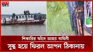 ছয় মাসের চিকিৎসা শেষে সুন্দরবনে অবমুক্ত হলো রয়েল বেঙ্গল টাইগার | Tiger Rescue | Sundarbans | SomoyTV