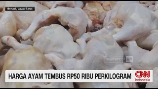 Harga Ayam Meroket, Harga Telur Stabil Demi Peternak
