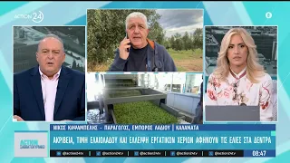 Ελαιόλαδο: Αύξηση τιμής & έλλειψη εργατικών χεριών αφήνουν τις ελιές στα δέντρα | ACTION 24