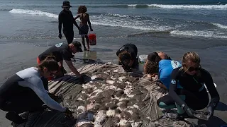 Califórnia: aumento de raias provoca número recorde de feridos
