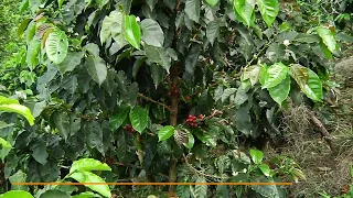 Andes Coffee Growers Cooperative Announces Economic Recovery