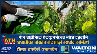 পান রপ্তানিতে প্রত্যয়নপত্রের নামে হয়রানি, মধ্যপ্রাচ্যে বাজার হাতছাড়া হওয়ার আশঙ্কা | ATN News