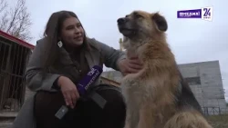 Вот что значит настоящий «Верный друг»: центр передержки бездомных собак готовится к 8-й зиме
