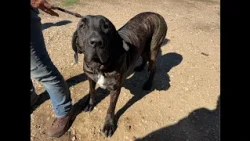 Rescued from the rescue: Milam County Dogtown dogs get a new start