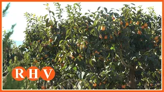 La collita de caqui caurà un 34% i serà una de les més baixes de l’última dècada