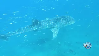 Magazine | Tourisme : À la découverte des immenses potentialités touristiques de Djibouti