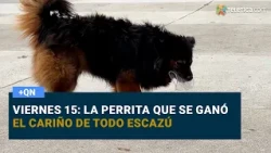 Friday the 15th: The little dog who won the hearts of all of Escazú