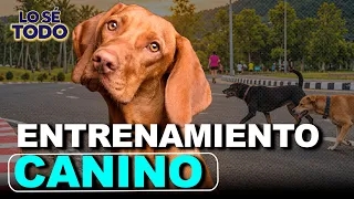 How to teach your dog to cross the street safely? | Lo Sé Todo