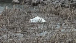 Vizsgálják az elpusztult hattyúk tetemét