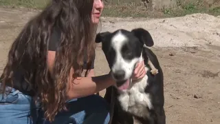 SHELTER DOGS
