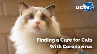 Finding a Cure for Cats With Coronavirus