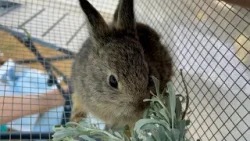 Pygmy Bunnies in Giant Trouble