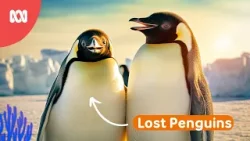 Penguin gets lost! | Reef School Stories