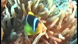 TERMÉSZET HÍREI (2025. december 25.) TERMÉSZET HÍREI (2025. december 25.)