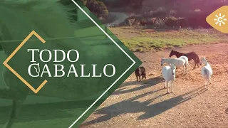TodoCaballo | The day-to-day life of broodmares, a key piece in every stud farm