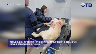 Animal abuser 1509 court case 1