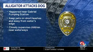 Alligator attacks dog in Kenner