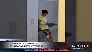 Шымкенттік тұрғынды дендросаябақта ит талады