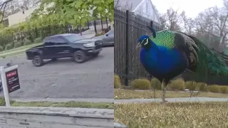 Salt Lake City Police investigate possibly intentional killings of neighborhood peacocks