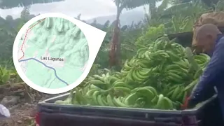 Banana producers in Moca ask for help following damage caused by a tornado