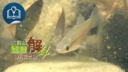 【大自然逐樣解4】第8集《外來之魚》預告