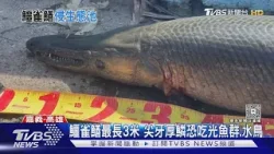高雄凹子底公園有水怪?體長破一公尺 市府勘查答案曝光｜TVBS新聞 @TVBSNEWS01