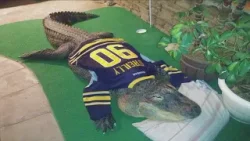 Struggle over seized alligator continues