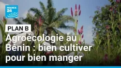Agroécologie au Bénin : bien cultiver pour bien manger • FRANCE 24