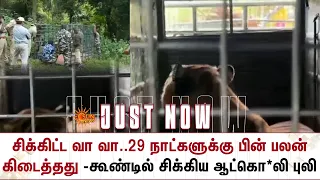 சிக்கிட்ட வா வா..29 நாட்களுக்கு பின் பலன் கிடைத்தது..கூண்டில் சிக்கிய ஆட்கொ*லி புலி | Gudalur