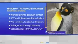 Meet the KC Zoo’s finalist in the World’s Favorite Penguin competition
