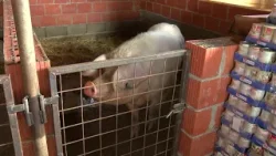 Prvi ovogodišnji slučaj afričke svinjske kuge potvrđen u Nemetinu