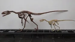 Filmfehler in Jurassic Park: Velociraptor war in Wirklichkeit gar nicht so groß! Filmfehler in Jurassic Park: Velociraptor war in Wirklichkeit gar nicht so groß!