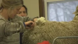 Mainely Spinners race to turn sheep into sweater for cancer fundraiser