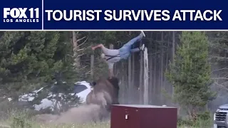 Bison charges at man, sends him flying at Yellowstone