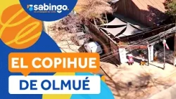 CHILEAN AND GERMAN FOOD: The story of "El Copihue de Olmué" - Sabingo