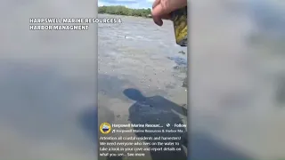 Algae blooms cause concern for clams and other aquatic life