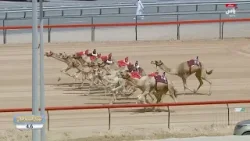 الشوط الرئيسي الأول (مسائي) | مهرجان المرموم التراثي لسباقات الهجن |02 ابريل 2026