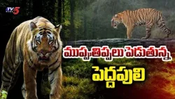 ముప్పుతిప్పలు పెడుతున్న పెద్దపులి | Pedda Puli HulChul In Kakinada District Yeleswaram | TV5 News