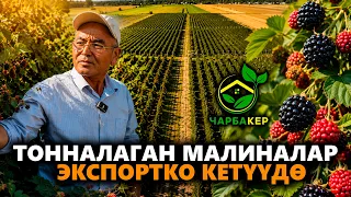 Tons of raspberries are being exported // Charbaker